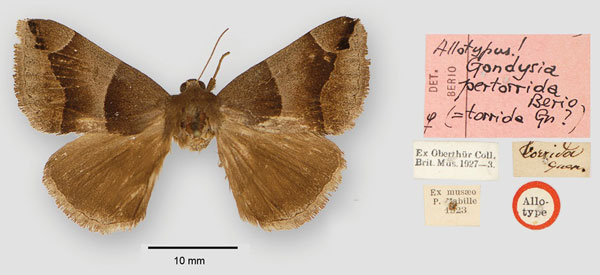 /filer/webapps/moths/media/images/P/pertorrida_Gondysia_AT_BMNH.jpg