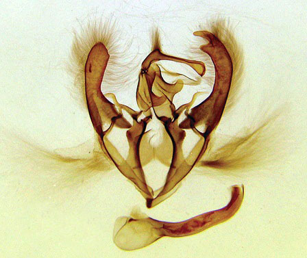 /filer/webapps/moths/media/images/P/pertorrida_Gondysia_GMHT_BMNH_1339.jpg
