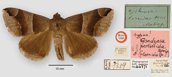 /filer/webapps/moths/media/images/P/pertorrida_Gondysia_HT_BMNH.jpg