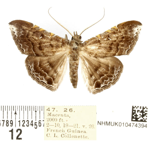 /filer/webapps/moths/media/images/P/perundulata_Euippodes_AM_BMNH.jpg