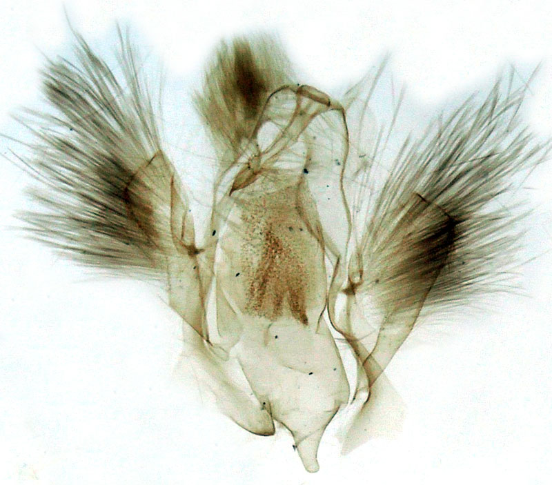 /filer/webapps/moths/media/images/P/perundulata_Euippodes_GMHT_Berio-818.jpg