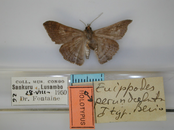 /filer/webapps/moths/media/images/P/perundulata_Euippodes_HT_RMCA_02.jpg