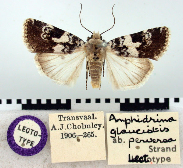 /filer/webapps/moths/media/images/P/perversa_Amphidrina_LT_BMNH.jpg