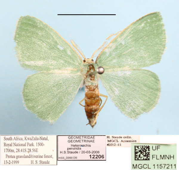 /filer/webapps/moths/media/images/P/perviridis_Heterorachis_A_MGCLa_01.JPG