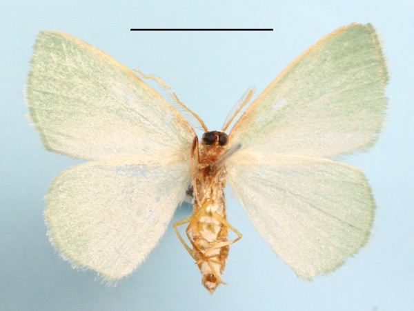 /filer/webapps/moths/media/images/P/perviridis_Heterorachis_A_MGCLb_01.JPG