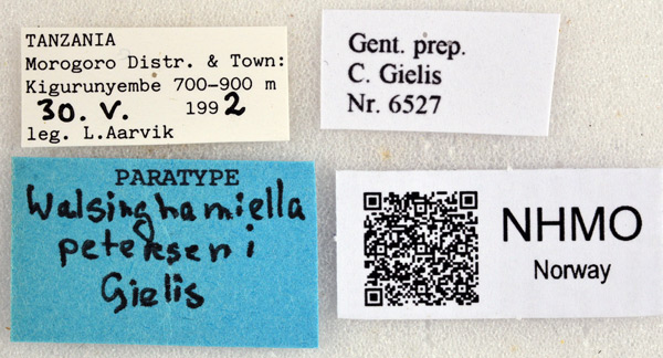 /filer/webapps/moths/media/images/P/peterseni_Walsinghamiella_PT_NHMOl.jpg
