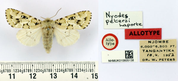 /filer/webapps/moths/media/images/P/petersi_Nyodes_AT_BMNH.jpg