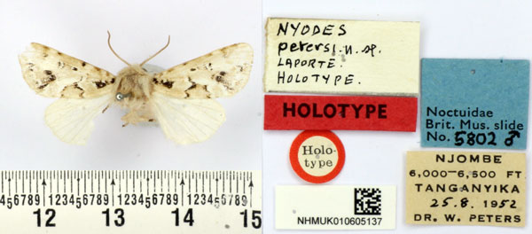 /filer/webapps/moths/media/images/P/petersi_Nyodes_HT_BMNH.jpg
