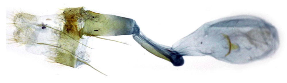 /filer/webapps/moths/media/images/P/petiliella_Protolychnis_GFPT_NIBR_CIS7355.jpg