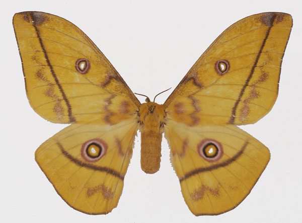 /filer/webapps/moths/media/images/P/petiveri_Gonimbrasia_AF_Basquina.jpg