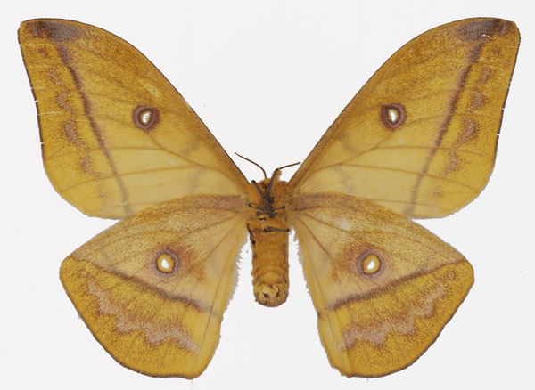 /filer/webapps/moths/media/images/P/petiveri_Gonimbrasia_AF_Basquinb.jpg
