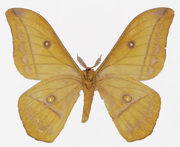 /filer/webapps/moths/media/images/P/petiveri_Gonimbrasia_AM_Basquin_01b.jpg