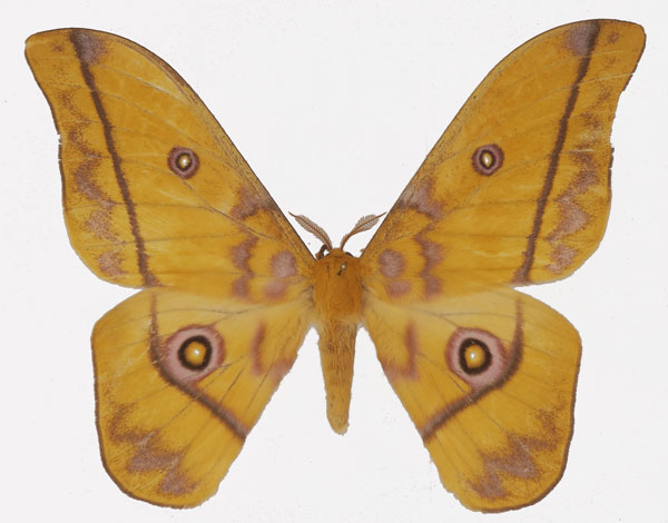 /filer/webapps/moths/media/images/P/petiveri_Gonimbrasia_AM_Basquin_02a.jpg