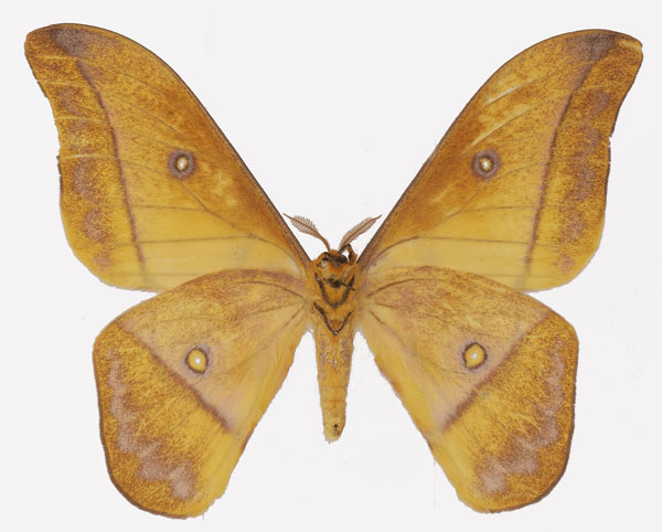/filer/webapps/moths/media/images/P/petiveri_Gonimbrasia_AM_Basquin_02b.jpg
