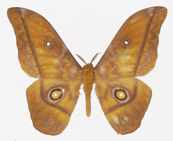 /filer/webapps/moths/media/images/P/petiveri_Gonimbrasia_AM_Basquin_03a.jpg