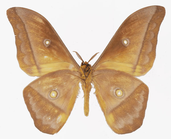 /filer/webapps/moths/media/images/P/petiveri_Gonimbrasia_AM_Basquin_03b.jpg
