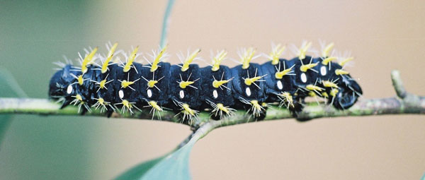 /filer/webapps/moths/media/images/P/petiveri_Gonimbrasia_C_Latham.jpg