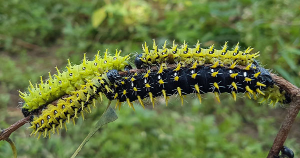 /filer/webapps/moths/media/images/P/petiveri_Gonimbrasia_C_Sunnay.jpg