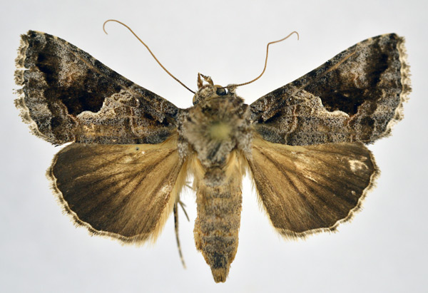/filer/webapps/moths/media/images/P/petraea_Vittaplusia_AF_NHMO.jpg