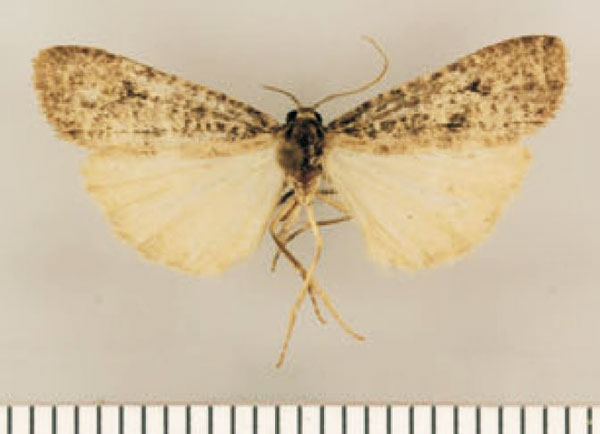 /filer/webapps/moths/media/images/P/petrodes_Pasteosia_PTF_TMSA.jpg