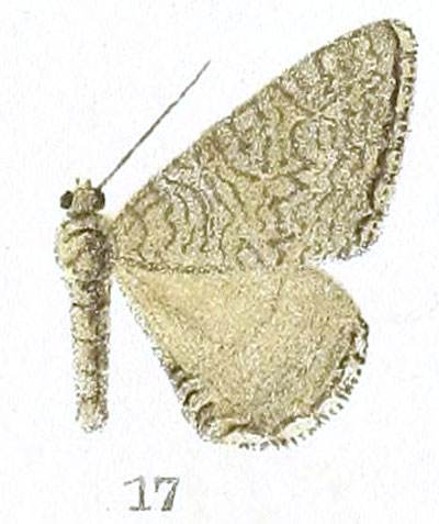 /filer/webapps/moths/media/images/P/petrogenes_Ortholitha_HT_Prout_1-17.jpg