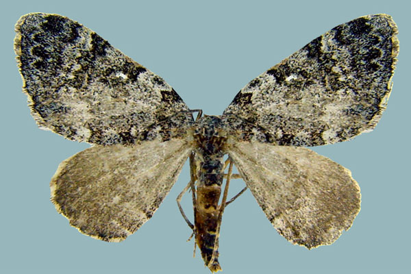 /filer/webapps/moths/media/images/P/petrogenes_Perizoma_AM_ZSMa.jpg