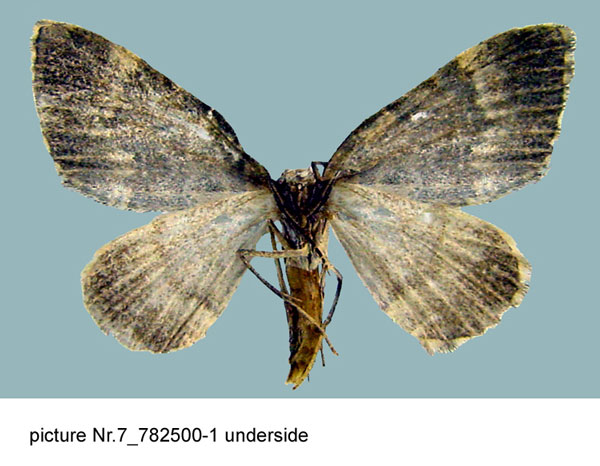 /filer/webapps/moths/media/images/P/petrogenes_Perizoma_AM_ZSMb.jpg