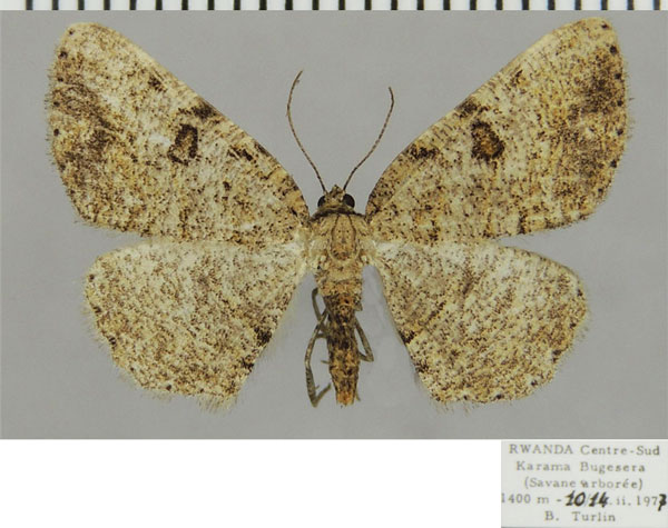 /filer/webapps/moths/media/images/P/petronaria_Obolcola_AF_ZSMa.jpg