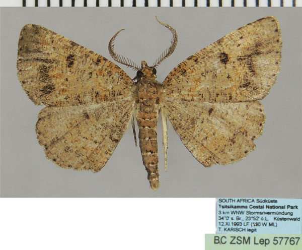 /filer/webapps/moths/media/images/P/petronaria_Obolcola_AM_ZSM.jpg