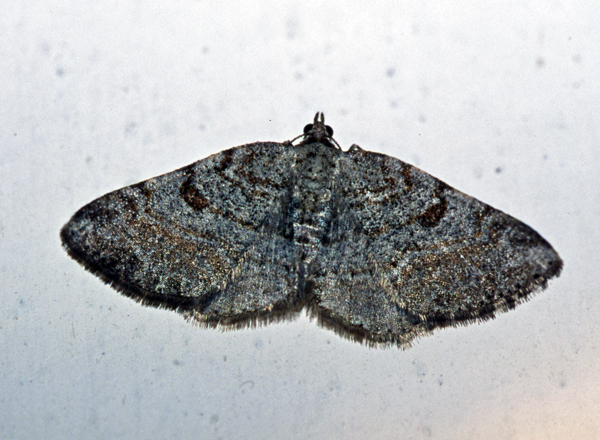 /filer/webapps/moths/media/images/P/petronaria_Obolcola_A_Roland_01.jpg