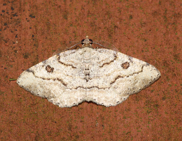 /filer/webapps/moths/media/images/P/petronaria_Obolcola_A_Roland_01_RnXObdz.jpg