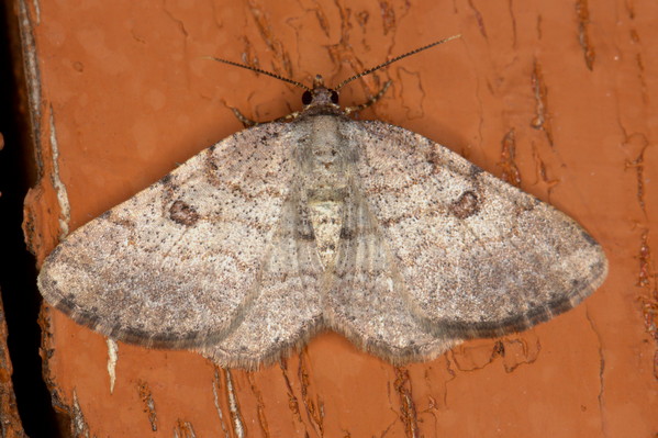 /filer/webapps/moths/media/images/P/petronaria_Obolcola_M_Heyns_01.jpg