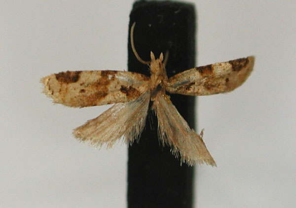 /filer/webapps/moths/media/images/P/petrophora_Lumaria_HT_RMCA_01.jpg
