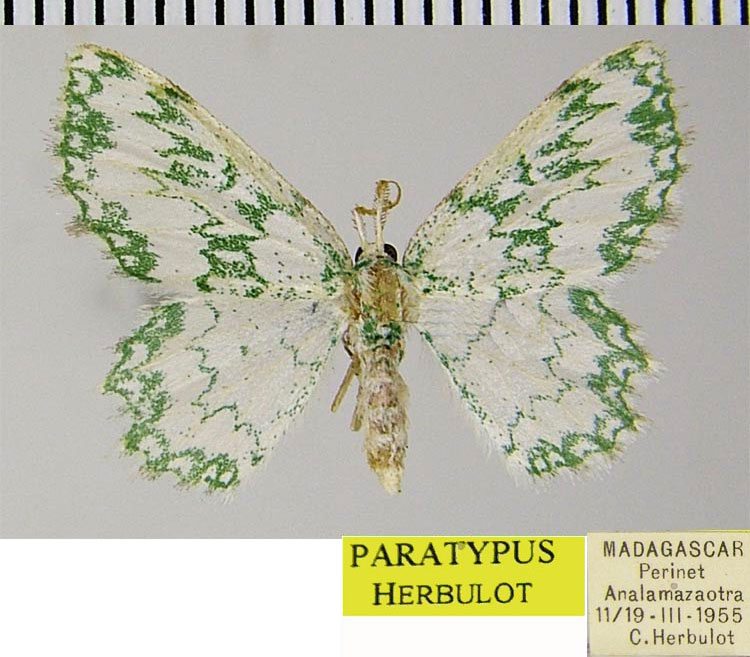/filer/webapps/moths/media/images/P/petroselina_Archichlora_PTM_ZSMa.jpg