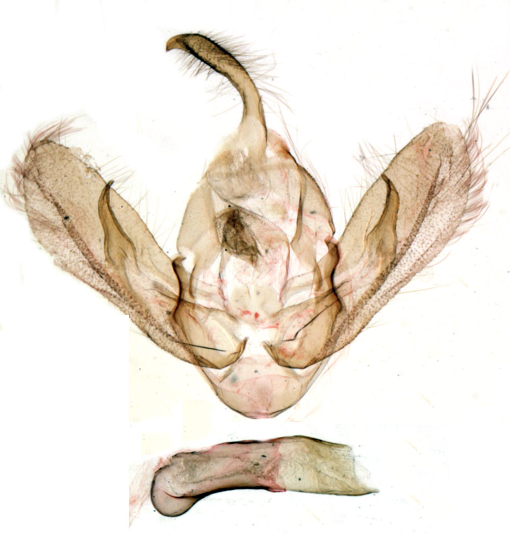 /filer/webapps/moths/media/images/P/petrosi_Solgaitiana_GMHT_MNHN_BL1182.jpg