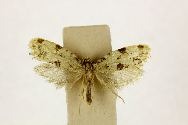 /filer/webapps/moths/media/images/P/petrosperma_Cuphomantis_LT_RMCA.jpg