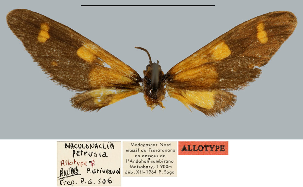 /filer/webapps/moths/media/images/P/petrusia_Maculonaclia_AT_MNHN.jpg
