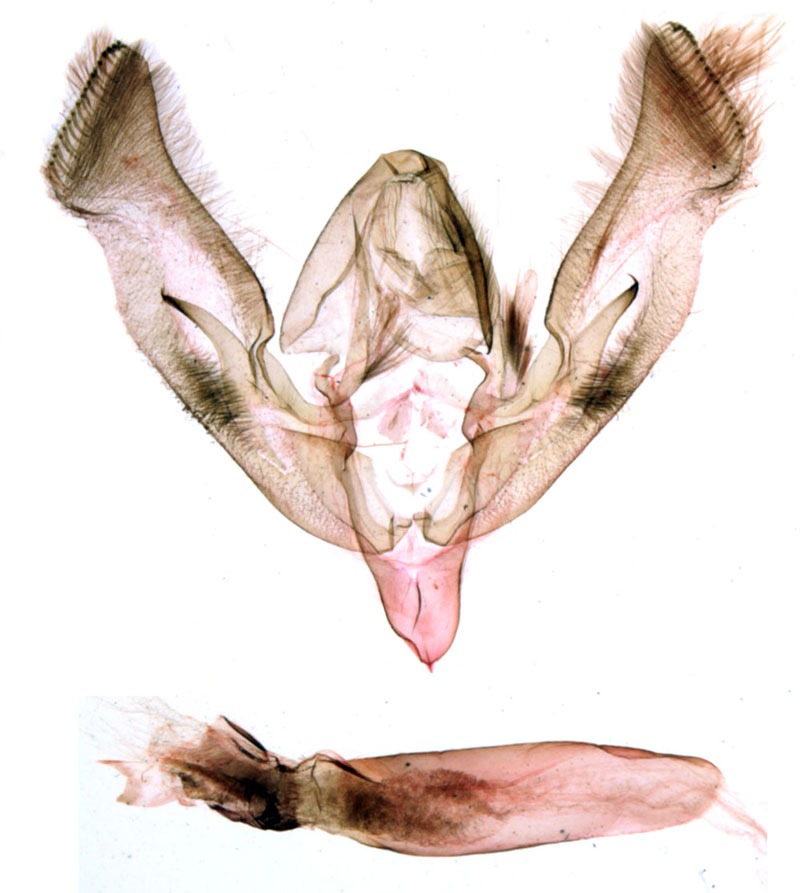 /filer/webapps/moths/media/images/P/petryvesi_Tracheplexia_GMHT_MNHN_BL1241.jpg