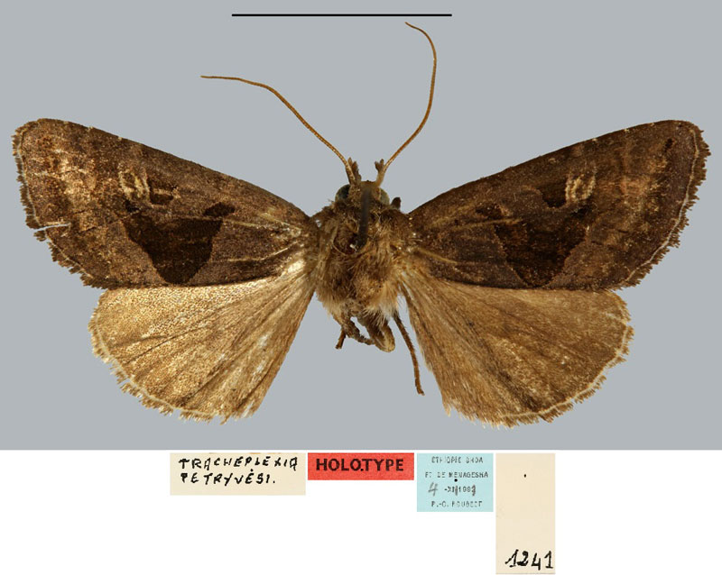 /filer/webapps/moths/media/images/P/petryvesi_Tracheplexia_HT_MNHN.jpg