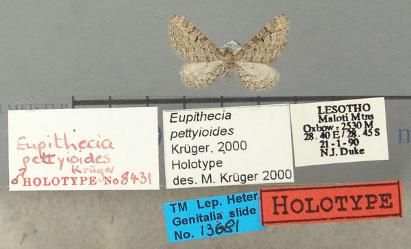 /filer/webapps/moths/media/images/P/pettyioides_Eupithecia_HT_TMSA.jpg