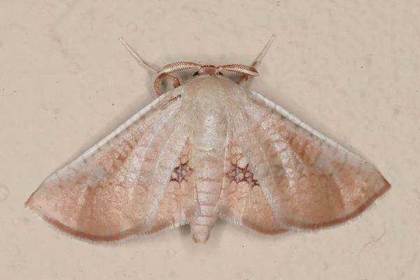 /filer/webapps/moths/media/images/P/pexa_Cecidothyris_A_Heyns_01.JPG