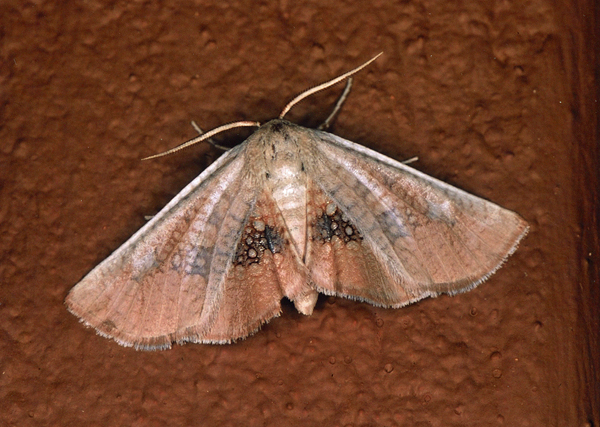 /filer/webapps/moths/media/images/P/pexa_Cecidothyris_A_Roland_01.jpg
