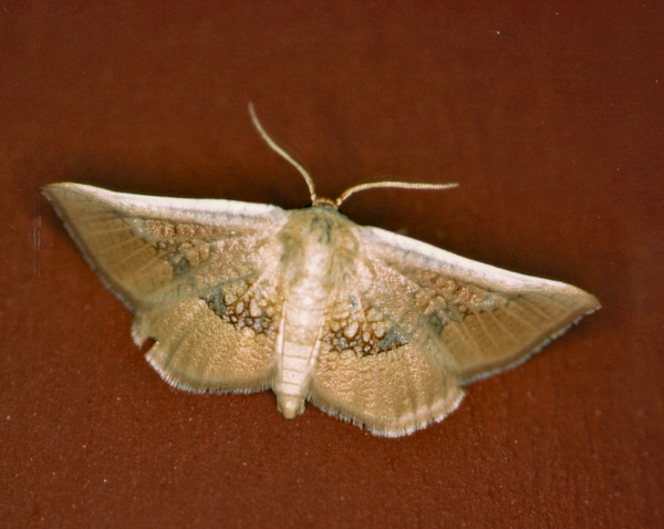 /filer/webapps/moths/media/images/P/pexa_Cecidothyris_A_Roland_01_nPDMFHx.jpg