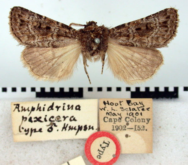 /filer/webapps/moths/media/images/P/pexicera_Amphidrina_HT_BMNH.jpg