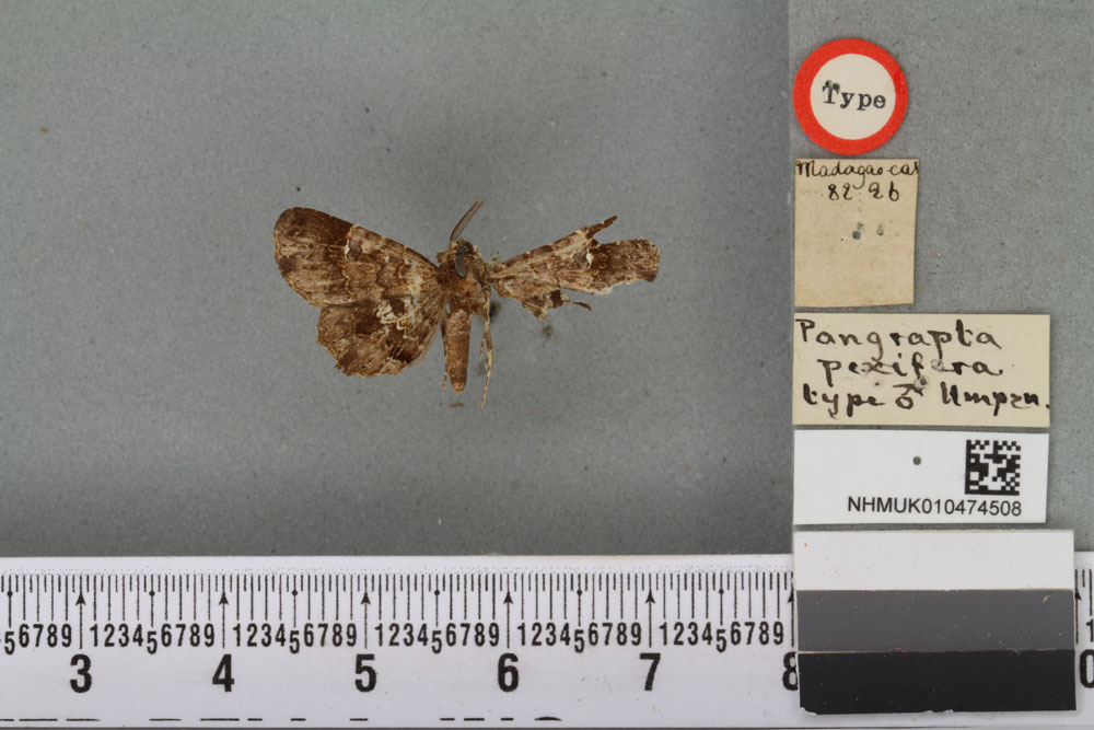 /filer/webapps/moths/media/images/P/pexifera_Pangrapta_HT_BMNHa.jpg