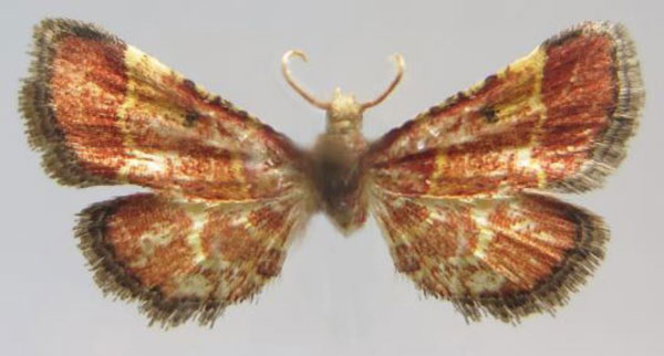 /filer/webapps/moths/media/images/P/peyrierasalis_Zitha_HT_MNHN.jpg