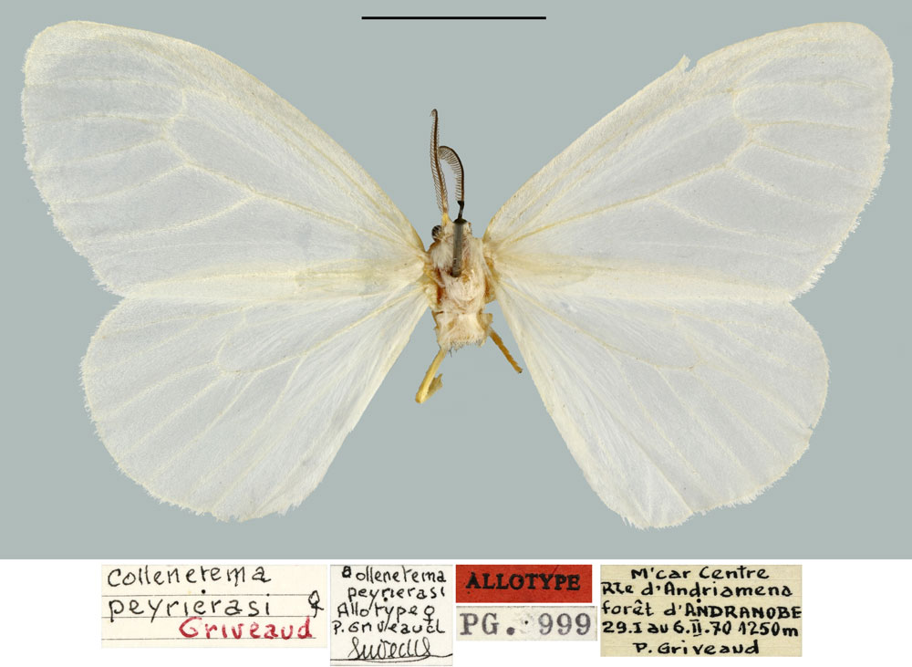 /filer/webapps/moths/media/images/P/peyrierasi_Collenettema_AT_MNHN.jpg