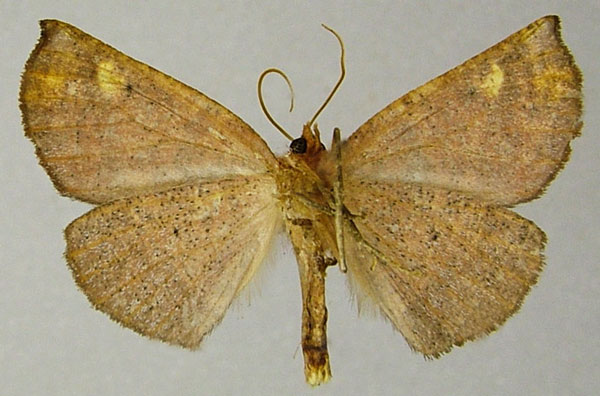 /filer/webapps/moths/media/images/P/peyrierasi_Drepanogynis_AF_ZSMb.jpg