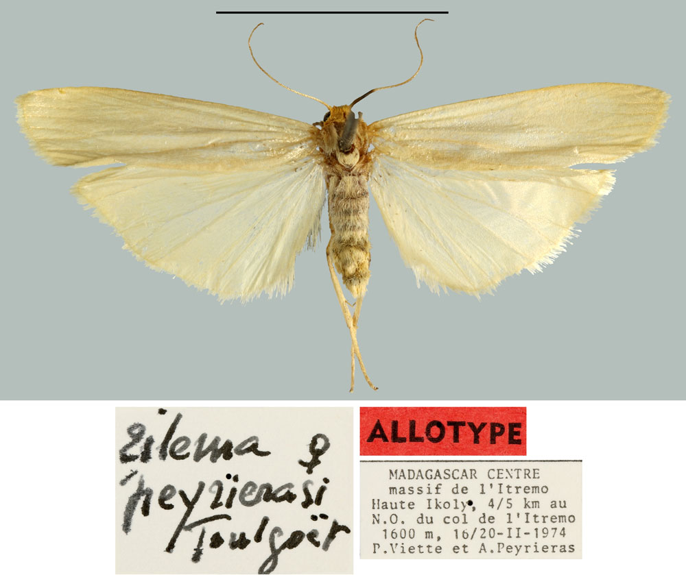 /filer/webapps/moths/media/images/P/peyrierasi_Eilema_AT_MNHN.jpg