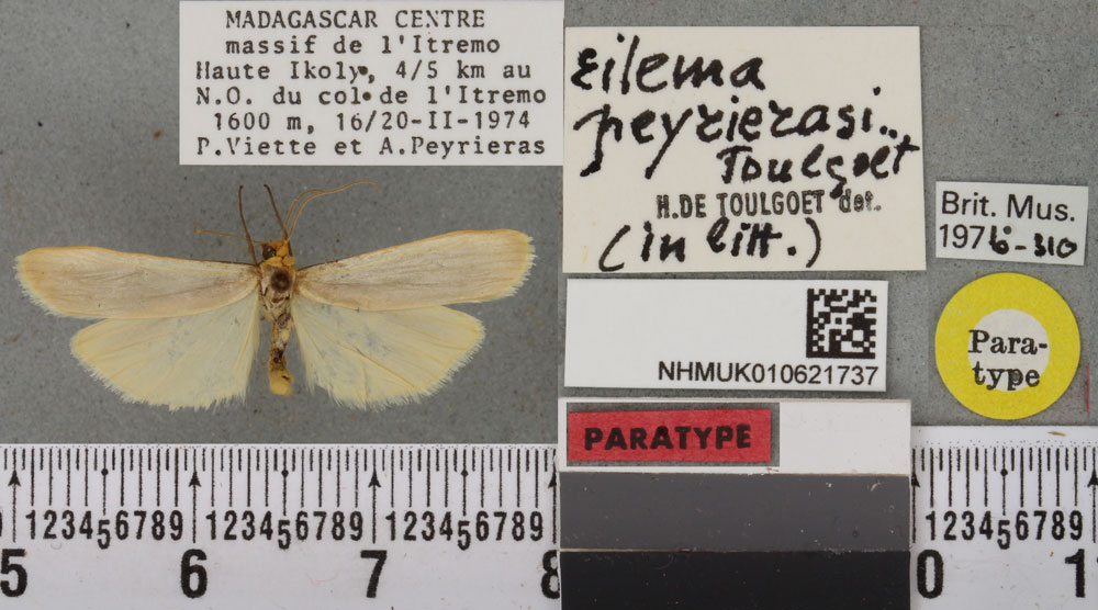 /filer/webapps/moths/media/images/P/peyrierasi_Eilema_PTM_BMNHa.jpg